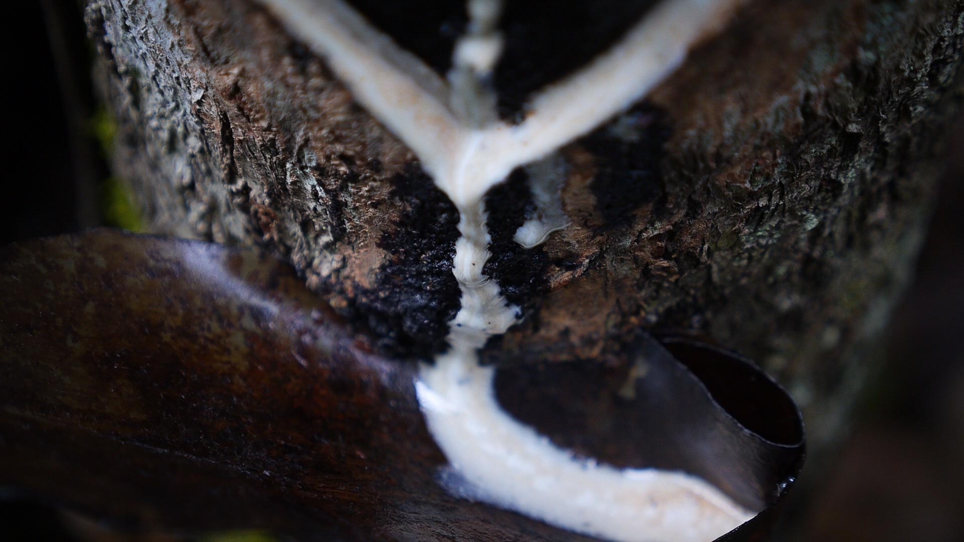 YangLaosi_Harvest_01