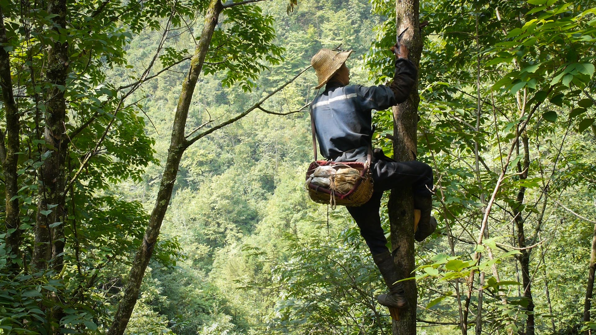 YangLaosi_Harvest_02