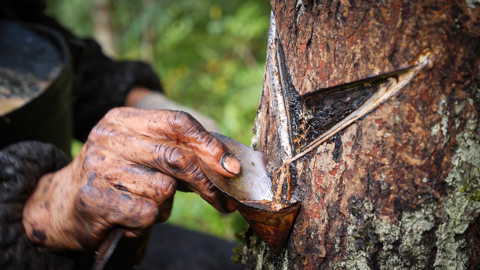 YangLaosi_Harvest_03