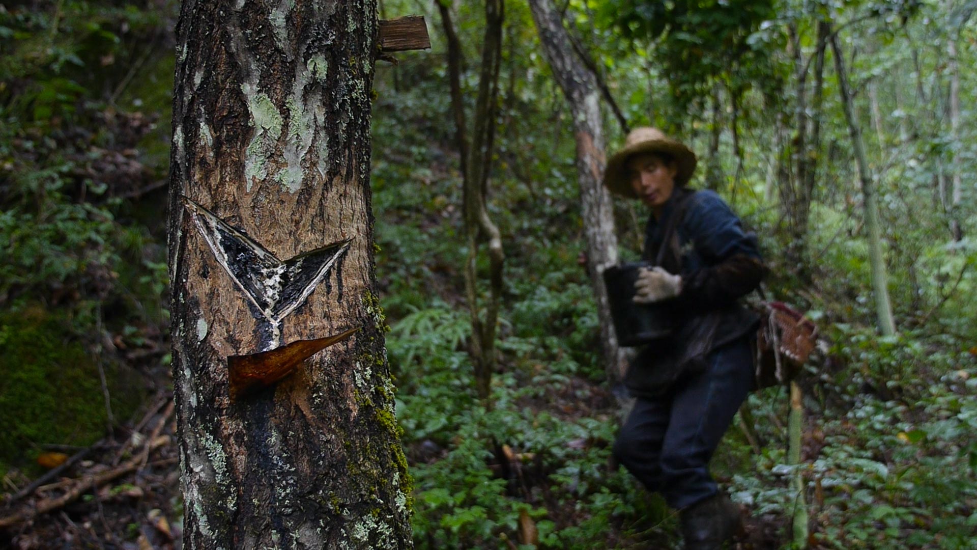 YangLaosi_Harvest_07